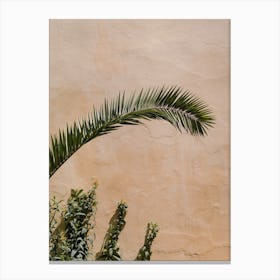 Palm Tree against A beige Wall in Fes, Morocco | Colorful travel photography Canvas Print