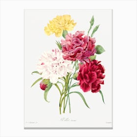 Carnation, Pierre Joseph Redouté Canvas Print