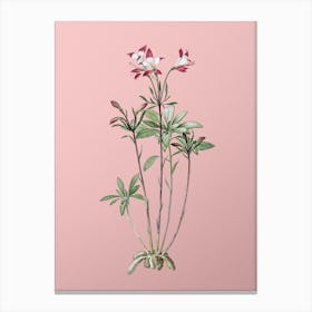 Vintage Lily of the Incas Botanical on Soft Pink n.0411 Canvas Print