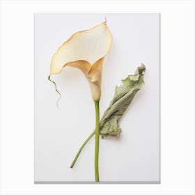 Pressed Flower Botanical Art Calla Lily 2 Canvas Print