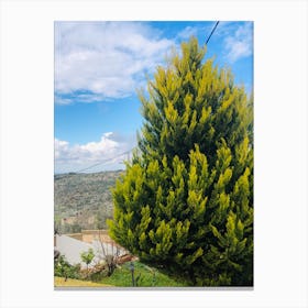 Cypress Tree Canvas Print