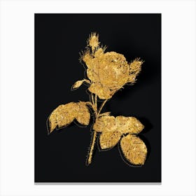 Vintage Pink Cabbage Rose Botanical in Gold on Black n.0209 Canvas Print