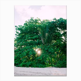 Sun Between The Trees Canvas Print