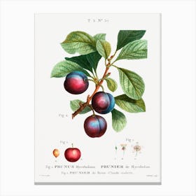 Myrobalan Plum, Pierre Joseph Redoute Canvas Print