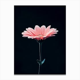 Pink Gerbera Flower 5 Canvas Print