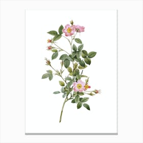 Vintage Pink Pompon Rose Botanical Illustration on Pure White n.0480 Canvas Print