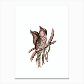 Vintage Marbled Frogmouth Bird Illustration on Pure White n.0433 Canvas Print