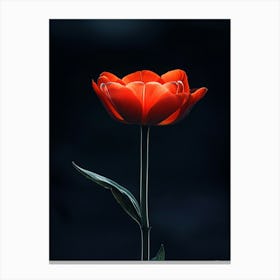 Single Red Tulip Canvas Print