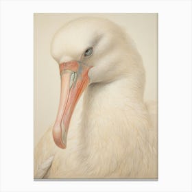 Vintage Bird Drawing Albatross 1 Canvas Print