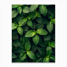 Green Leaves On A Wall 1 Canvas Print