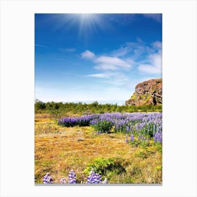 Lupine Field In Iceland Canvas Print