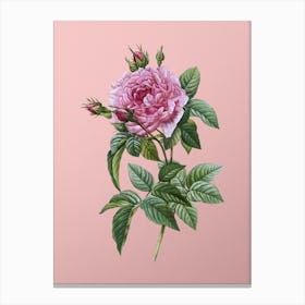 Vintage Pink French Rose Botanical on Soft Pink n.0471 Canvas Print
