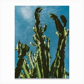 Cactus Sky Ii Canvas Print