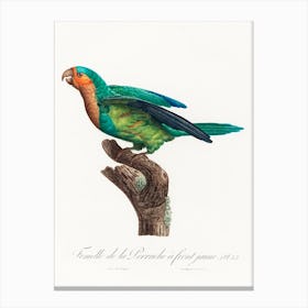 The Yellow Crowned Parakeet From Natural History Of Parrots, Francois Levaillant Canvas Print