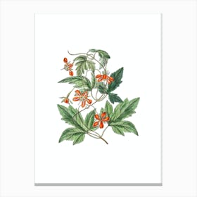 Vintage Red Loasa Flower Botanical Illustration on Pure White n.0567 Canvas Print