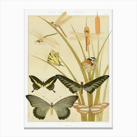 Butterflies From The Animal In The Decoration (1897), Maurice Pillard Verneuil Canvas Print