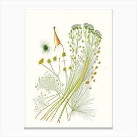 Fennel Seeds Spices And Herbs Pencil Illustration 7 Canvas Print