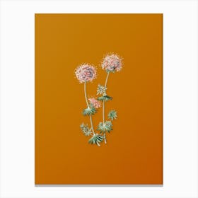 Vintage Crucianella Flower Branch Botanical on Sunset Orange n.0432 Canvas Print