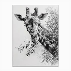 Pencil Portrait Of A Giraffe In The Trees 4 Canvas Print