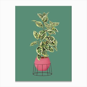 Ficus Variegated On Green Canvas Print