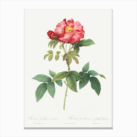 Bluish Leaved Provins Rose, Pierre Joseph Redoute Canvas Print