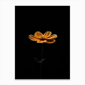 Single Flower On A Black Background 2 Canvas Print