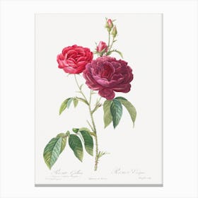 Purple French Rose, Rosa Gallica Purpuro Violacea Magna From Les Roses, Pierre Joseph Redoute Canvas Print