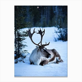 A Benign Reindeer Calf Rests Tranquilly In A Mesmerizing Winter Meadow Nestled Amidst A Quietude Th 1 Canvas Print