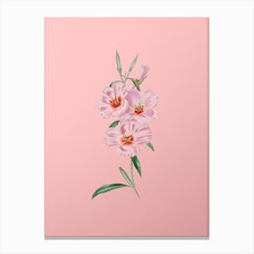 Vintage Pink Ruddy Godetia Botanical on Soft Pink n.0270 Canvas Print