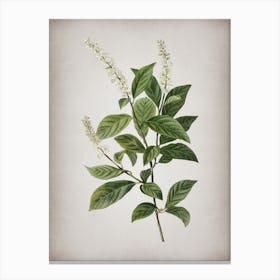 Vintage Virginia Sweetspire Botanical on Parchment n.0448 Canvas Print