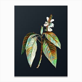 Vintage Malabar Nut Botanical Watercolor Illustration on Dark Teal Blue n.0068 Canvas Print