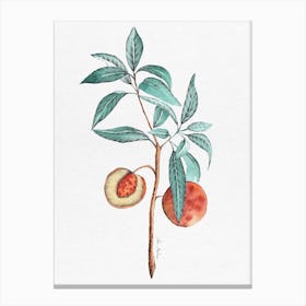 Peach Tree Canvas Print