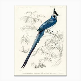 Black Throated Magpie Jay (Pica Colliei), Charles Dessalines D'Orbigny Canvas Print