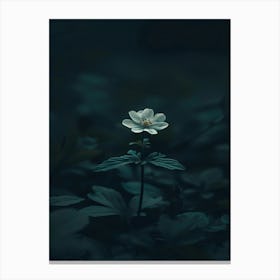 Single Flower In The Dark 25 Canvas Print