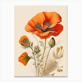 California Poppy Spices And Herbs Retro Drawing 3 Canvas Print