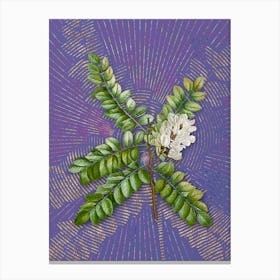Vintage Clammy Locust Botanical Illustration on Veri Peri Canvas Print