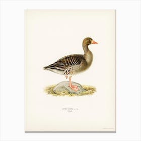 Greylag Goose, The Von Wright Brothers Canvas Print