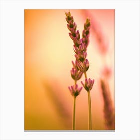 Lavender orange and yellow As Close Up Canvas Print