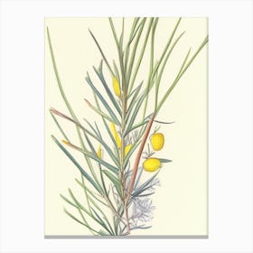 Ephedra Herb Pencil Colour Canvas Print