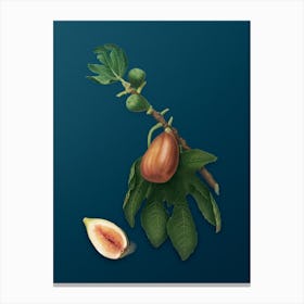 Vintage Fig Botanical Art on Teal Blue 2 Canvas Print