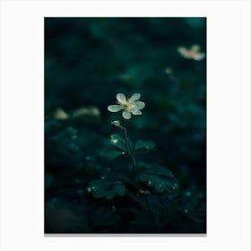 White Flower In The Dark 21 Canvas Print