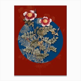 Vintage Botanical Variegated Burnet Rose on Circle Blue on Red n.0132 Canvas Print