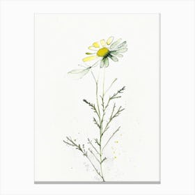 Chamomile Leaf Minimalist Watercolour Canvas Print