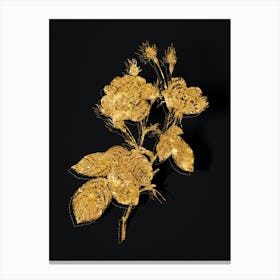 Vintage Anemone Centuries Rose Botanical in Gold on Black Canvas Print