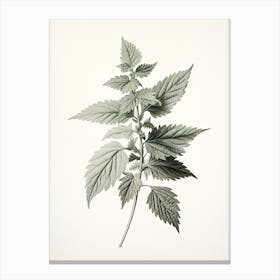 Stinging Nettle Vintage Botanical Herbs 0 Canvas Print
