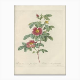 Rose Illustration, Pierre Joseph Redoute, Pierre Joseph Redoute(142) Canvas Print