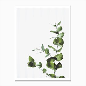 Elegant Green Plant Canvas Print