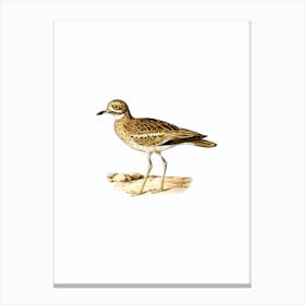 Vintage Eurasian Stone Curlew Bird Illustration on Pure White n.0153 Canvas Print