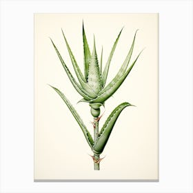 Aloe Vera Vintage Botanical Herbs 2 Canvas Print