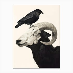 Crow And Ram Canvas Print